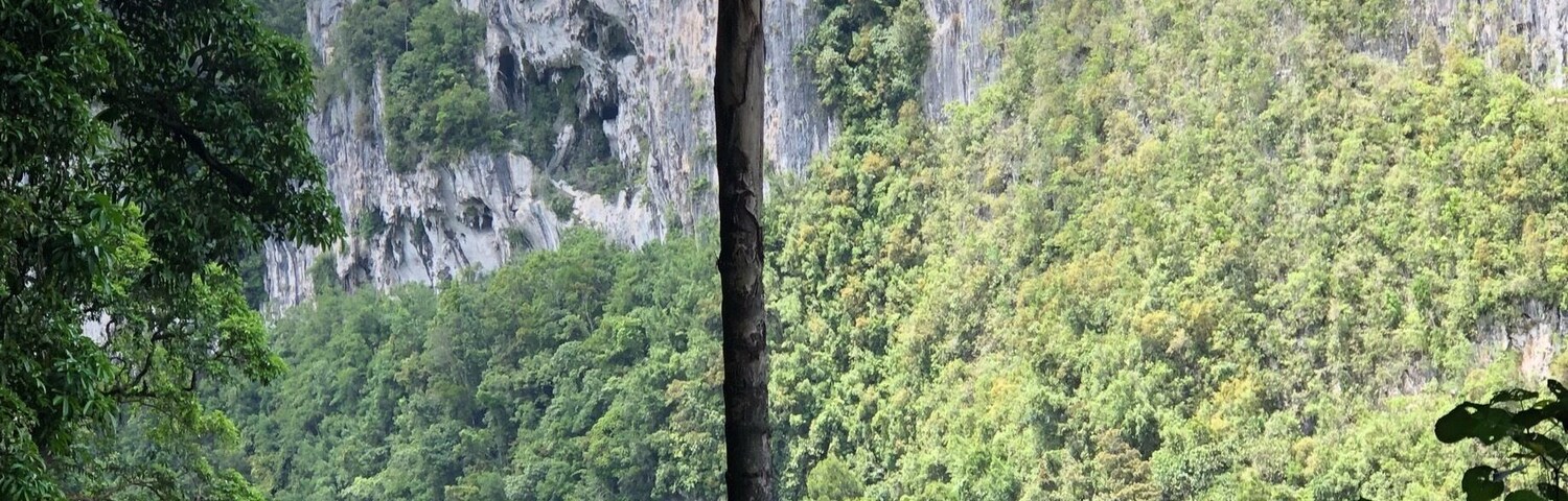 Uma floresta verde e exuberante, com uma árvore imponente em primeiro plano e um penhasco íngreme ao fundo.