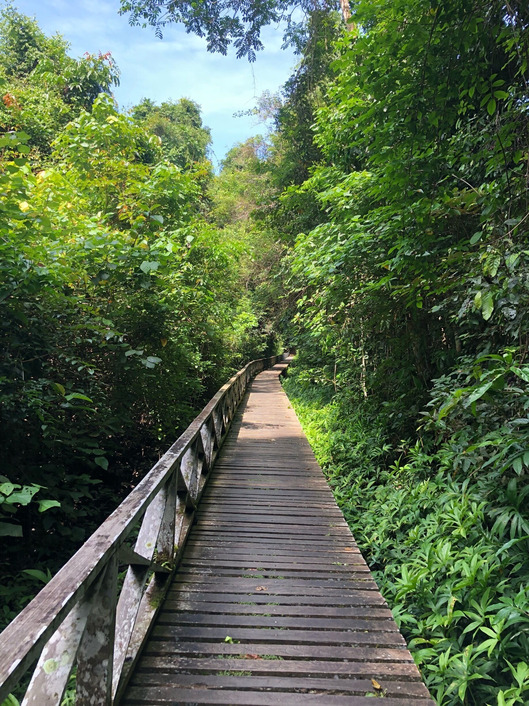 The picturesque board walk into the Niah Caves. An easy and enjoyable 3km Walk.