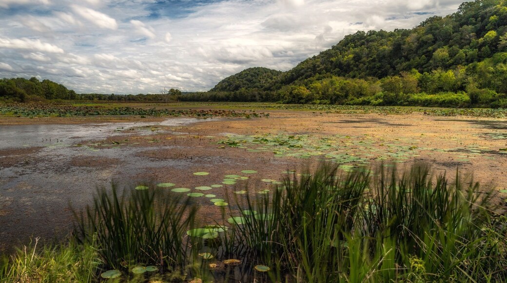 Wetlands at Green Bottom