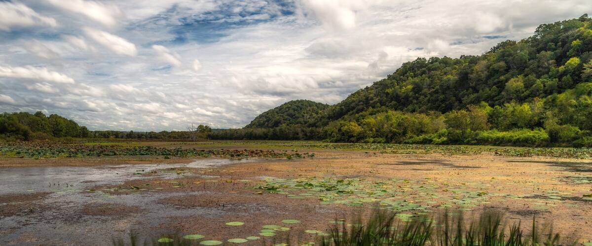 Wetlands at Green Bottom