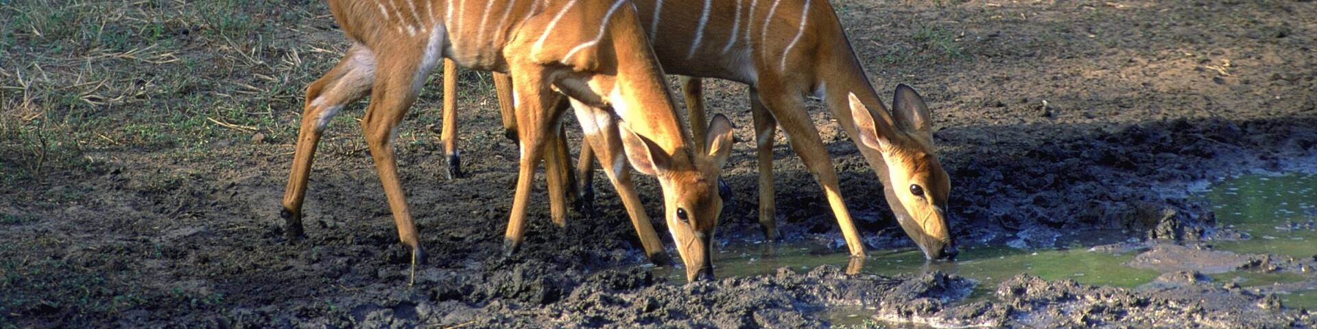 Mkuze featuring land animals