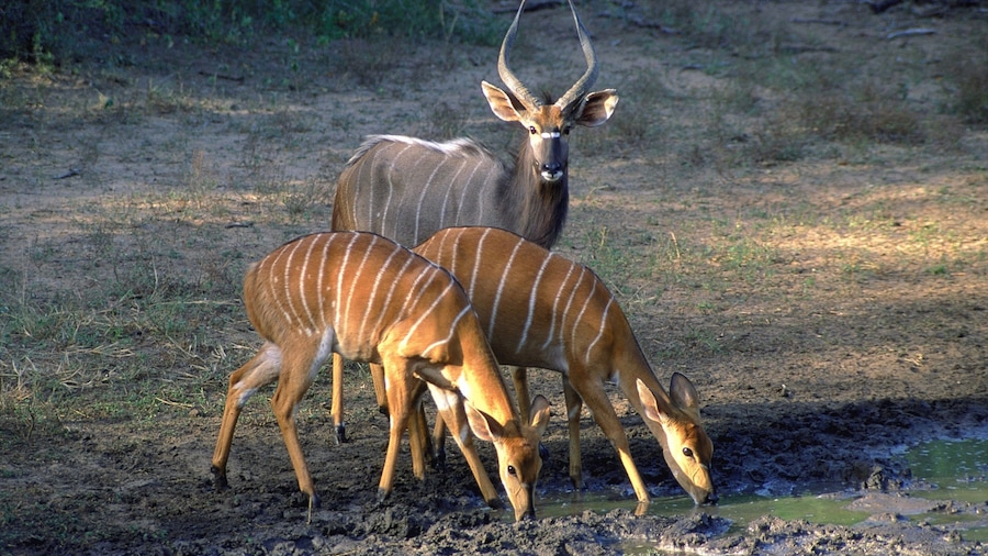 Mkuze showing land animals