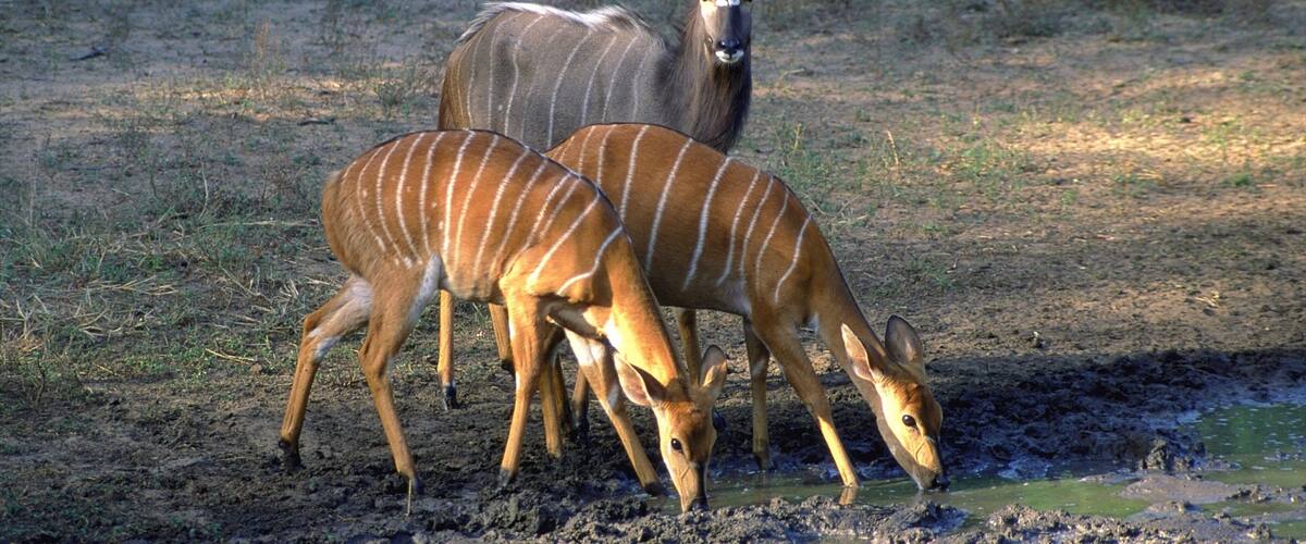 Two antelopes drinking water in a muddy area with sparse grass.