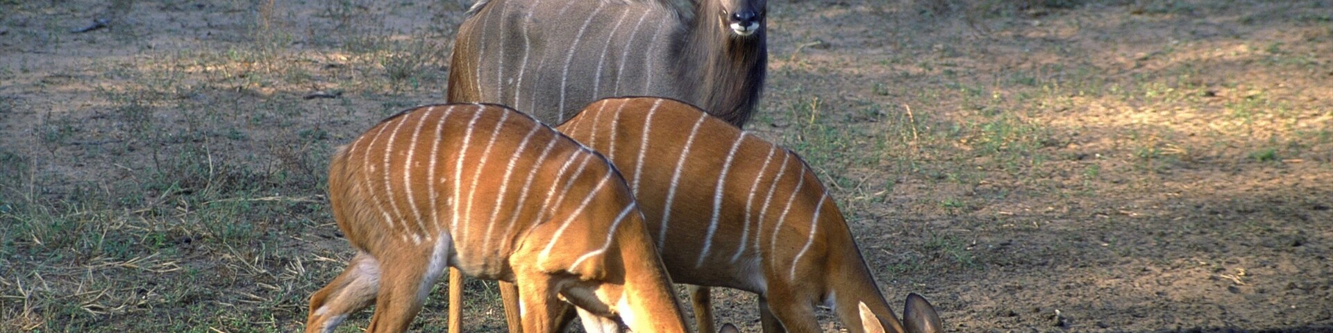 Two antelopes drinking water in a muddy area with sparse grass.