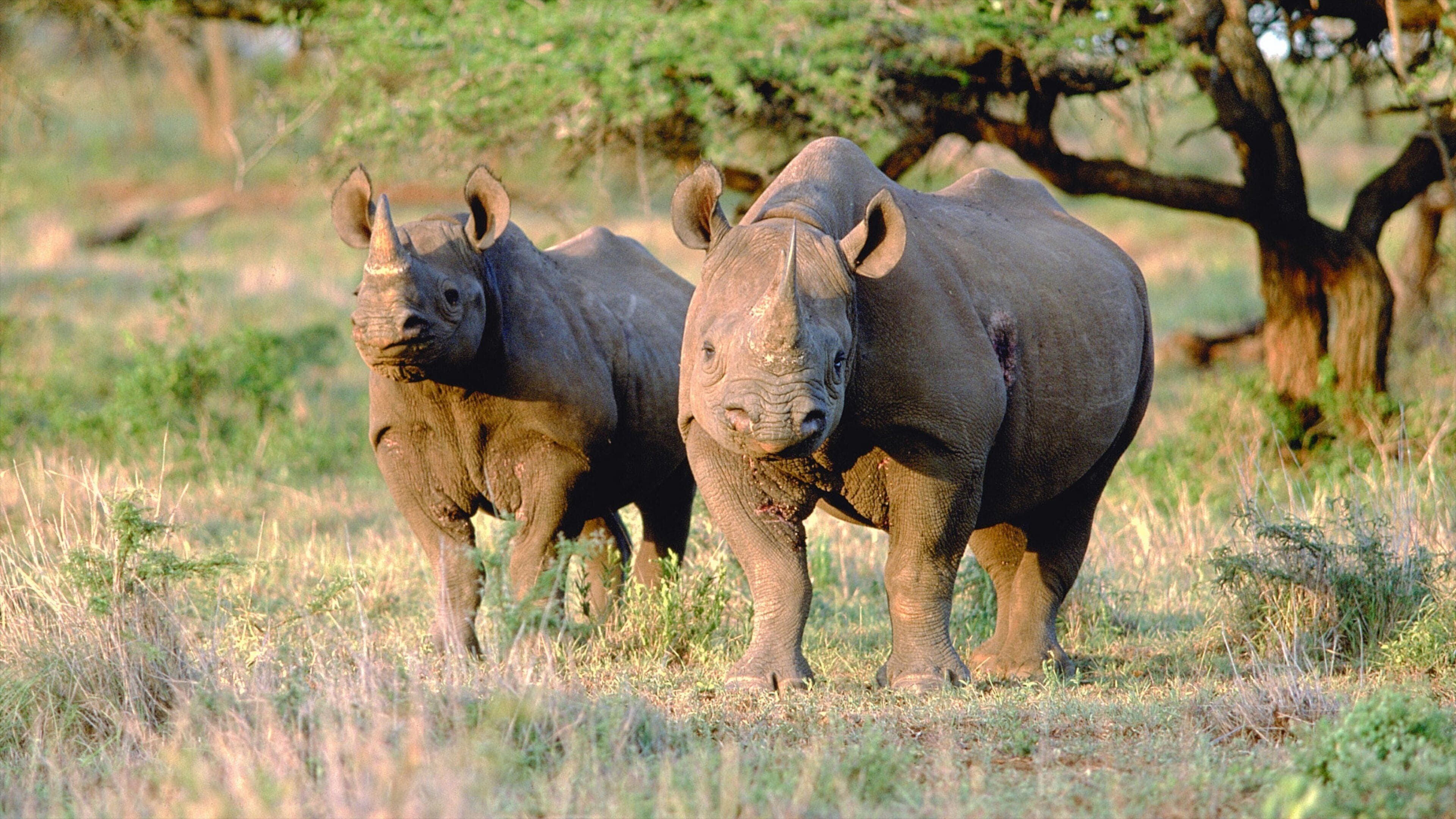 Mkuze welches beinhaltet ruhige Szenerie und Landtiere