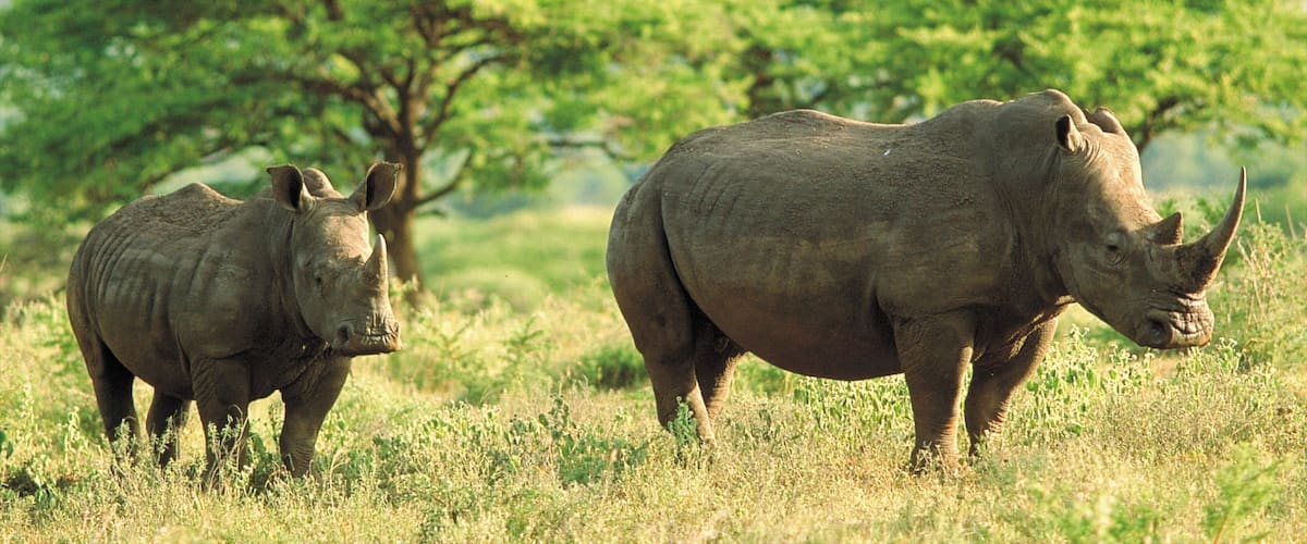 Mkuze featuring tranquil scenes and land animals