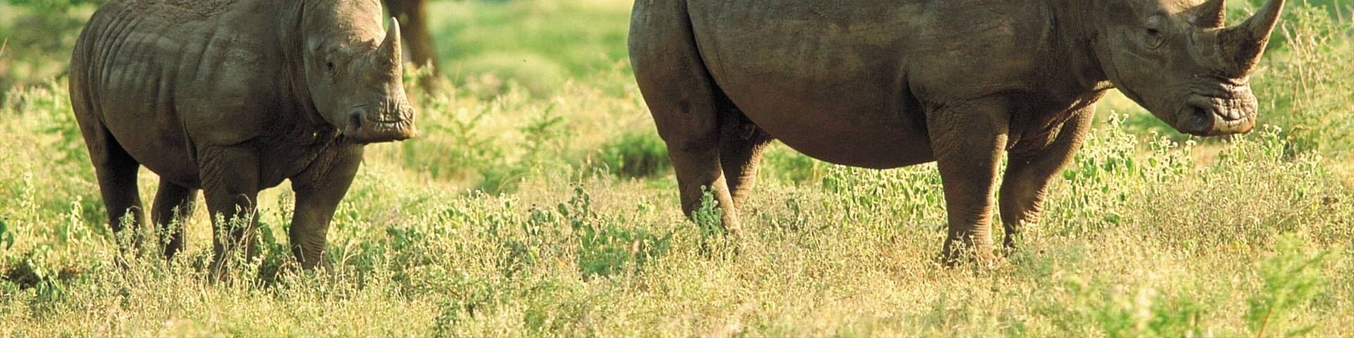 Mkuze showing land animals and tranquil scenes