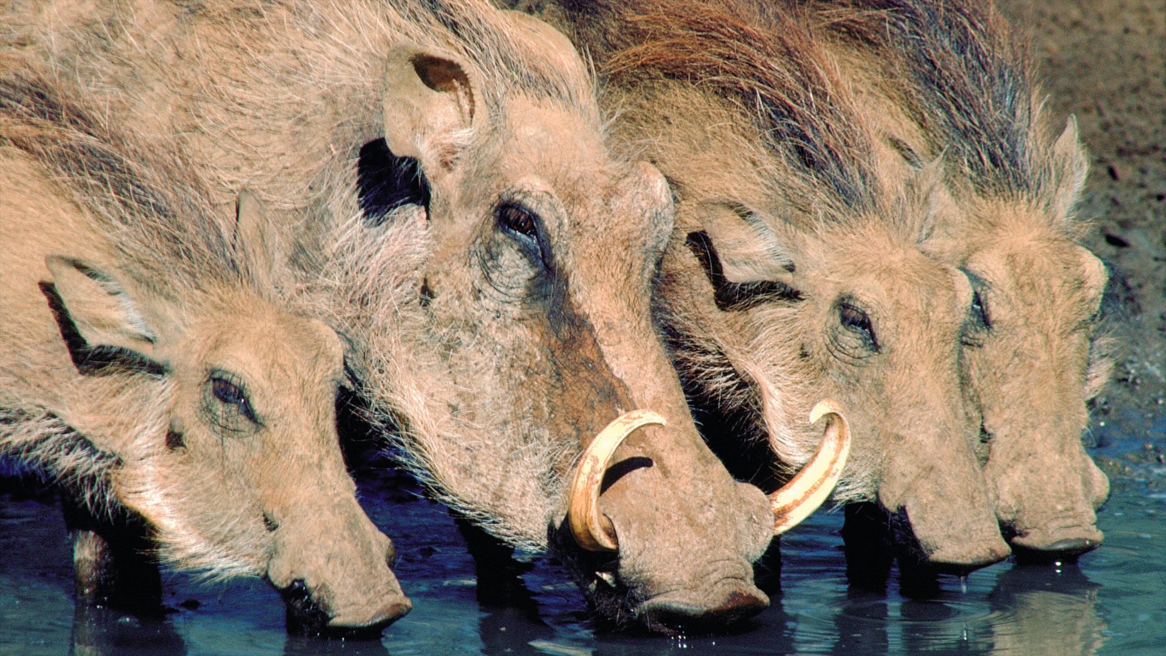 Mkuze showing land animals and zoo animals