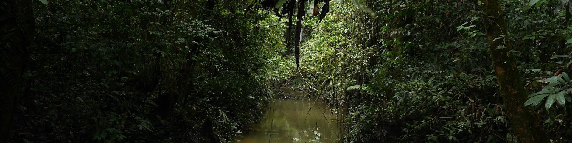 This earthy scene can be viewed from the walk to the Deer Cave in Mulu #NationalPark. The peace and #tranquility on this walk is unmatched!