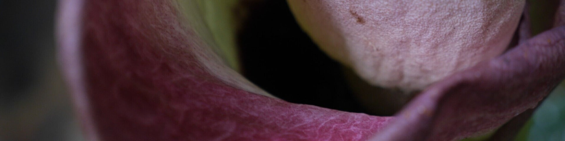 This is a carnivorous plant fund in Mulu #NationalPark in Borneo. It attracts bugs to it with a dead meat smell and then they drown, to be slowly digested by the plant.