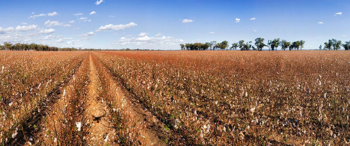 A vast cotton field with a dirt path in the center, under a clear blue sky.