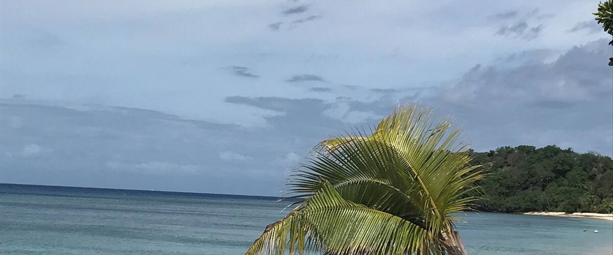 A beach with clear turquoise water, a palm tree, and a distant forested hill.