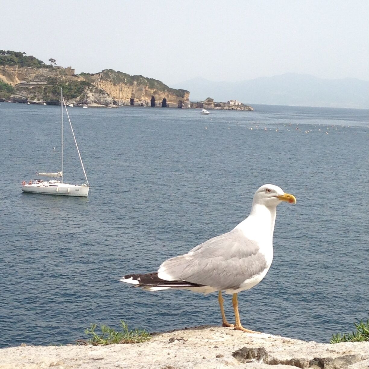 Veduta di Posillipo da Nisida 