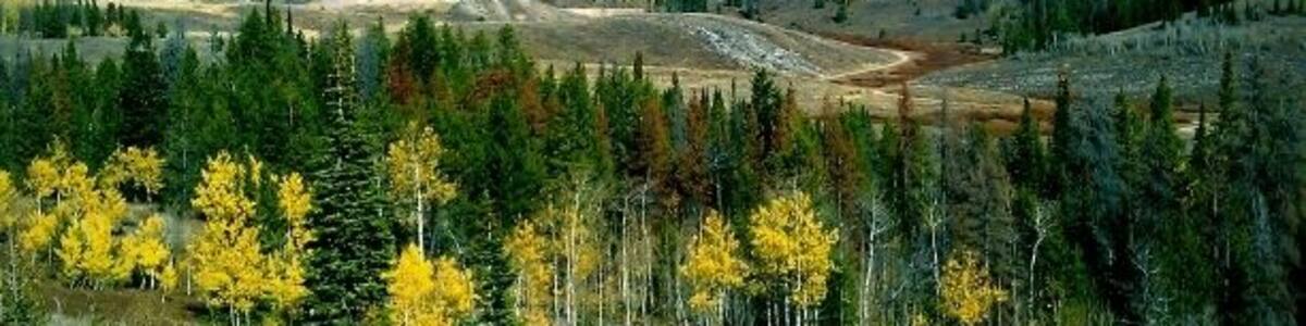 On the road in to star valley from the south