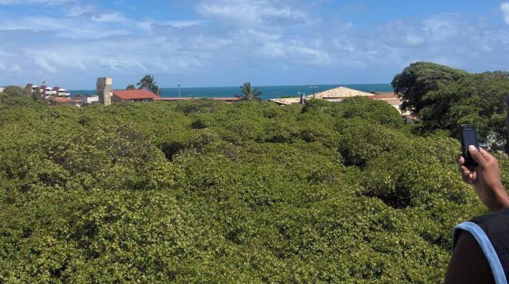 This is the biggest cashew fruit tree. It´s located in a touristic city called Natal.