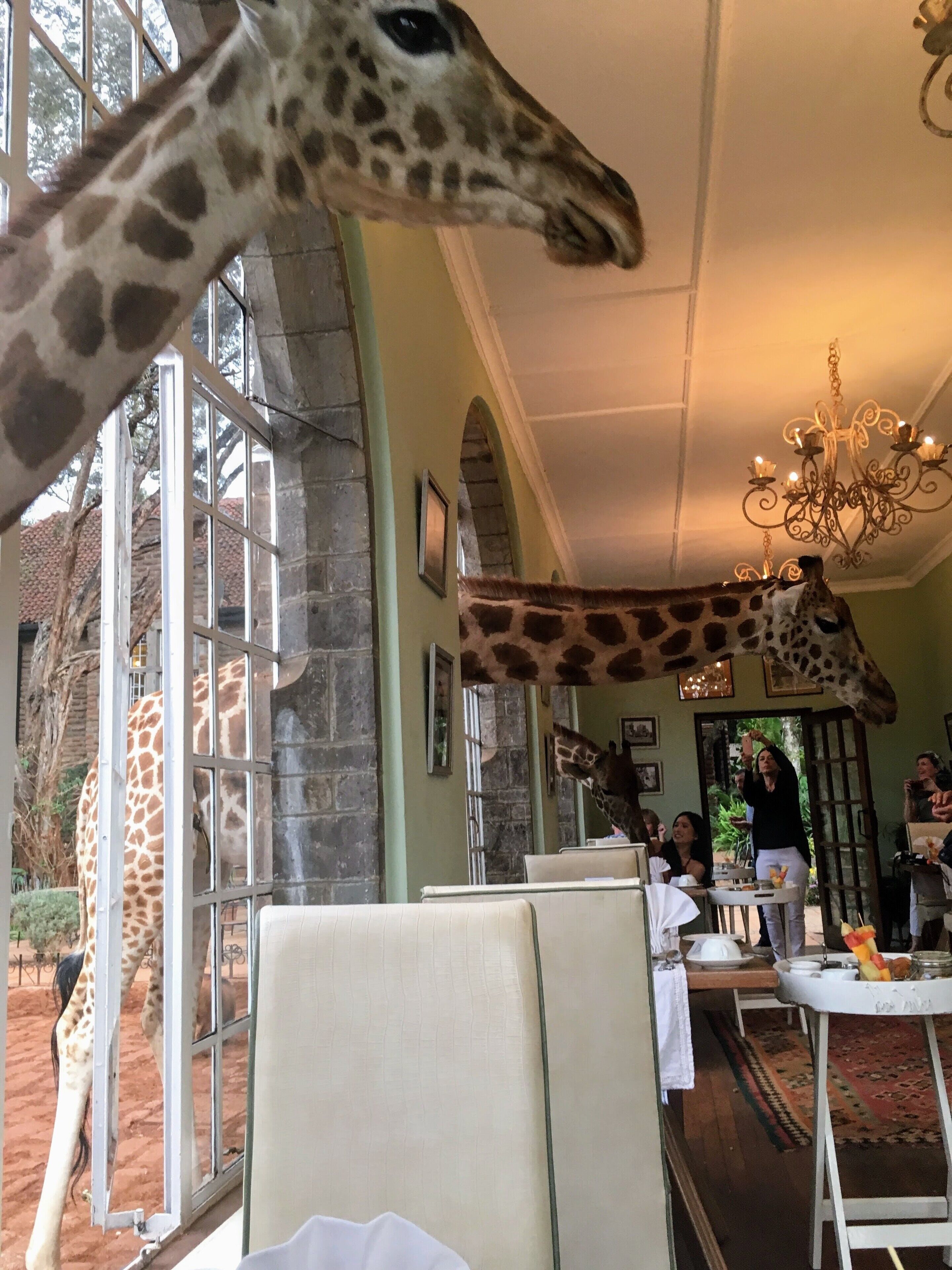Yesterday I saw Time magazine had listed its 100 places to go in 2018 and I feel incredibly lucky to have been to two of them. The first is Giraffe manor and here is a picture from my breakfast table. I wrote about the experience here if you want to see more pictures and such http://circlingthebucketlist.com/index.php/2017/11/13/giraffe-manor/ 