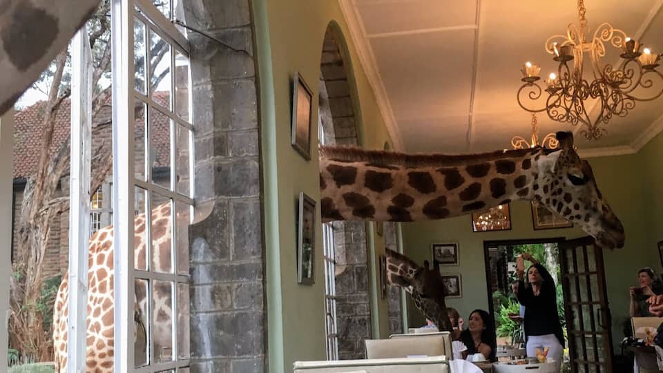 Yesterday I saw Time magazine had listed its 100 places to go in 2018 and I feel incredibly lucky to have been to two of them. The first is Giraffe manor and here is a picture from my breakfast table. I wrote about the experience here if you want to see more pictures and such http://circlingthebucketlist.com/index.php/2017/11/13/giraffe-manor/