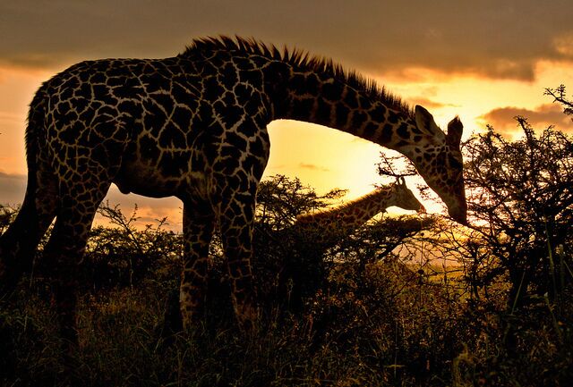 A giraffe grazing in a savannah landscape with a sunset in the background.