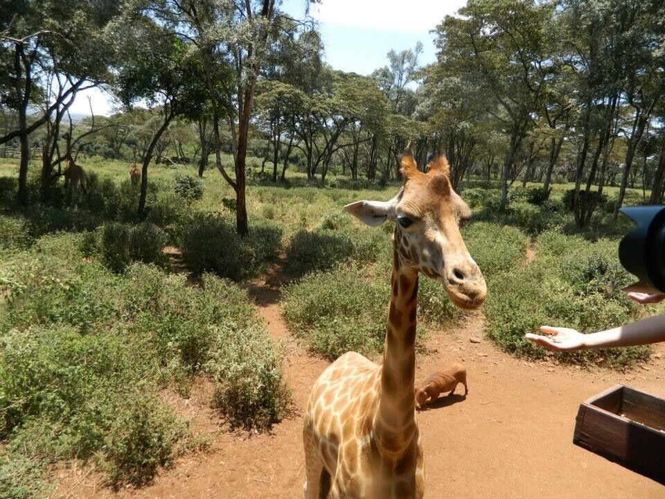 Go feed the giraffes!!!!!