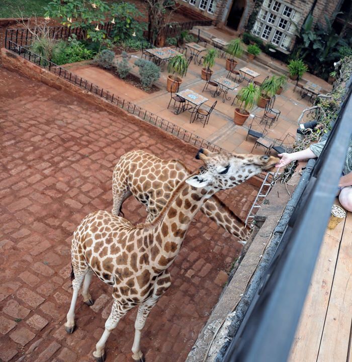 Feeding a giraffe from the balcony of my room at giraffe manor will be one of those experiences that I will never forget. While staying a night at the manor is crazy expensive it is something that will leave a memory that every time you look think back at it will give you a piece of joy and that is something that you cant put a price on.