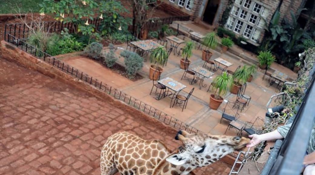 Feeding a giraffe from the balcony of my room at giraffe manor will be one of those experiences that I will never forget. While staying a night at the manor is crazy expensive it is something that will leave a memory that every time you look think back at it will give you a piece of joy and that is something that you cant put a price on.