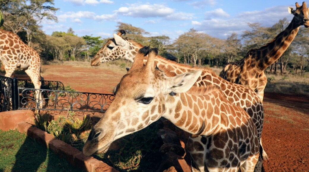 Giraffe manor is truly a once in a lifetime experience both in the sheer enjoyment it gives and the cost. I cant come close to explaining the experience but it you ever have the chance dont think to hard just do it.