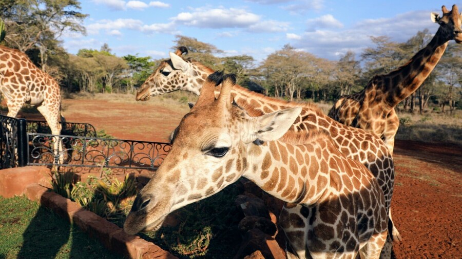 Giraffe manor is truly a once in a lifetime experience both in the sheer enjoyment it gives and the cost. I cant come close to explaining the experience but it you ever have the chance dont think to hard just do it.