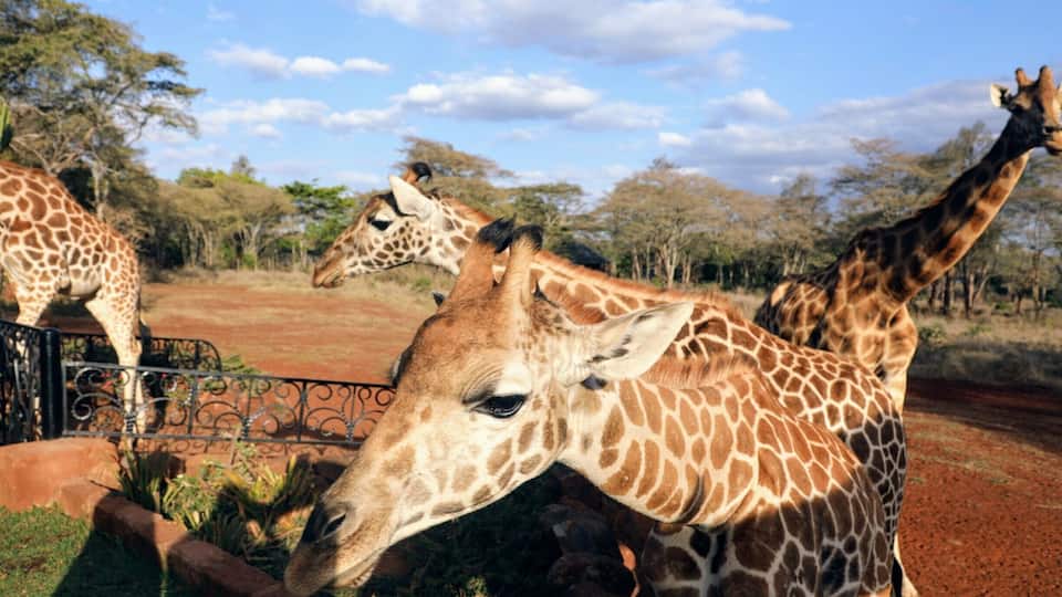Giraffe manor is truly a once in a lifetime experience both in the sheer enjoyment it gives and the cost. I cant come close to explaining the experience but it you ever have the chance dont think to hard just do it.