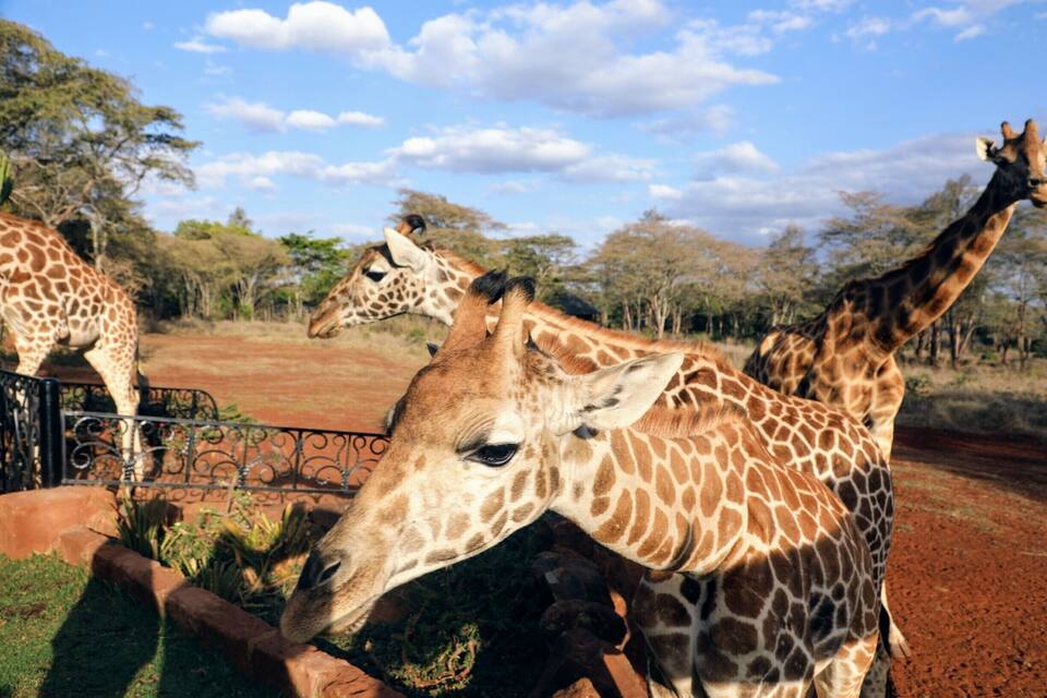 Un recinte de girafes amb arbres i un cel serè.