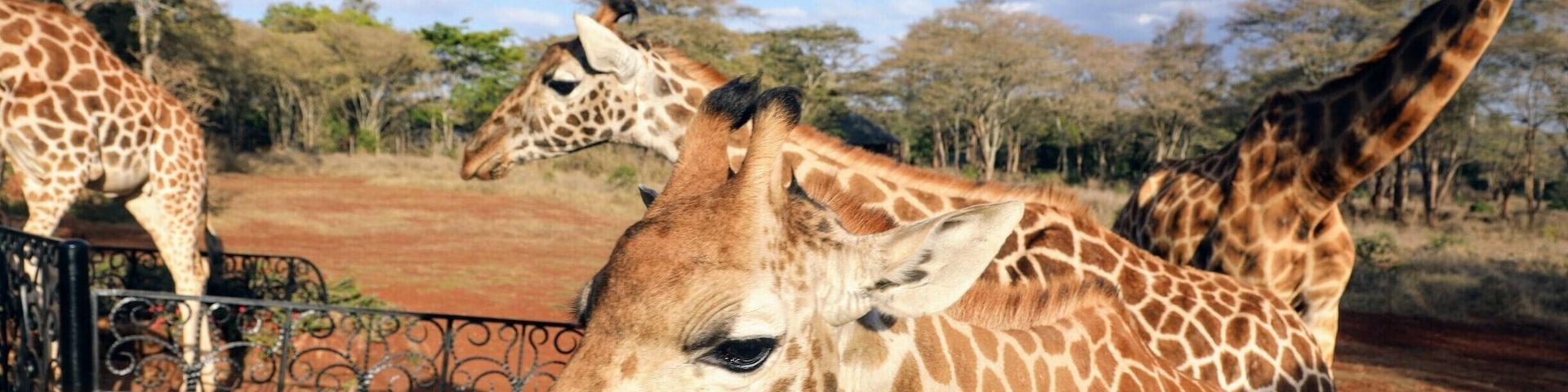 Giraffe manor is truly a once in a lifetime experience both in the sheer enjoyment it gives and the cost. I cant come close to explaining the experience but it you ever have the chance dont think to hard just do it.