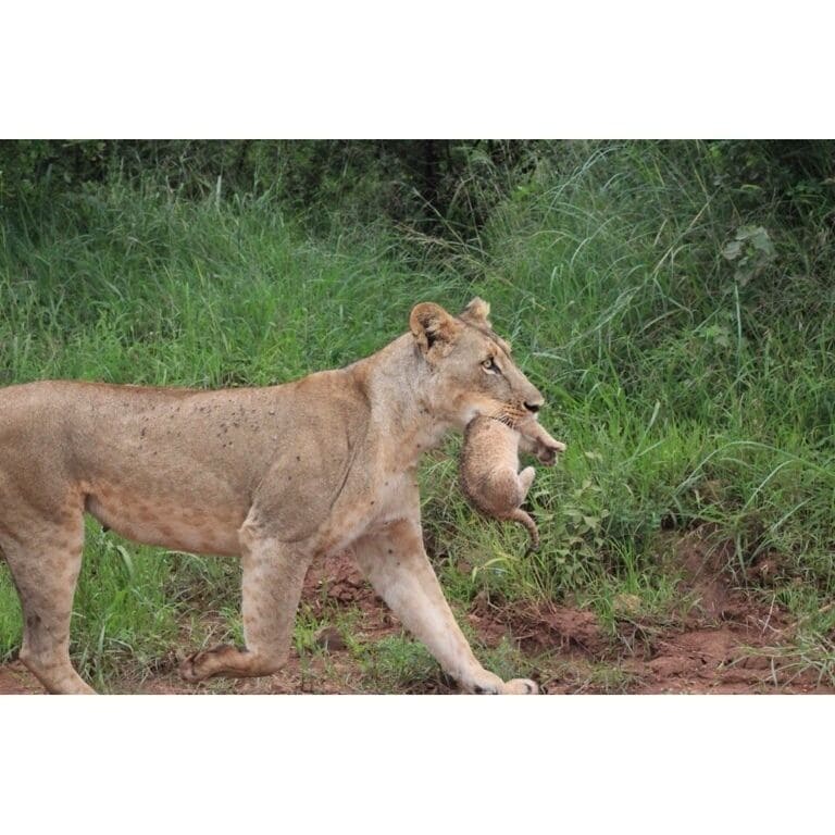 As we were on our way back to the exit of the park this lion jumped from a bush onto the road with its new born baby that couldn't even walk. After showin off a bit it casually passed the car. The flies on its body is from after the birth! Very lucky sight! A damn cute mini lion