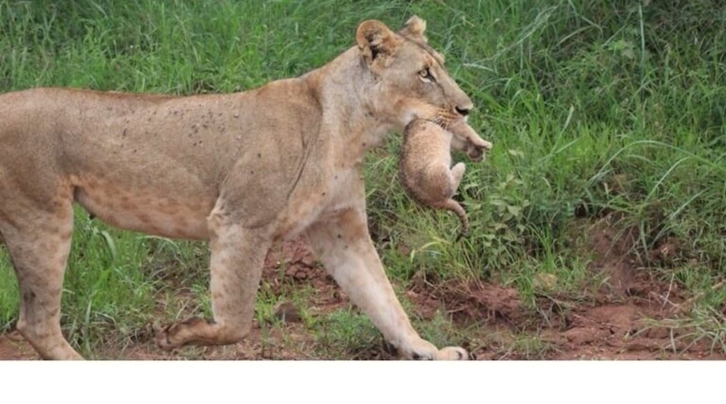 As we were on our way back to the exit of the park this lion jumped from a bush onto the road with its new born baby that couldn't even walk. After showin off a bit it casually passed the car. The flies on its body is from after the birth! Very lucky sight! A damn cute mini lion