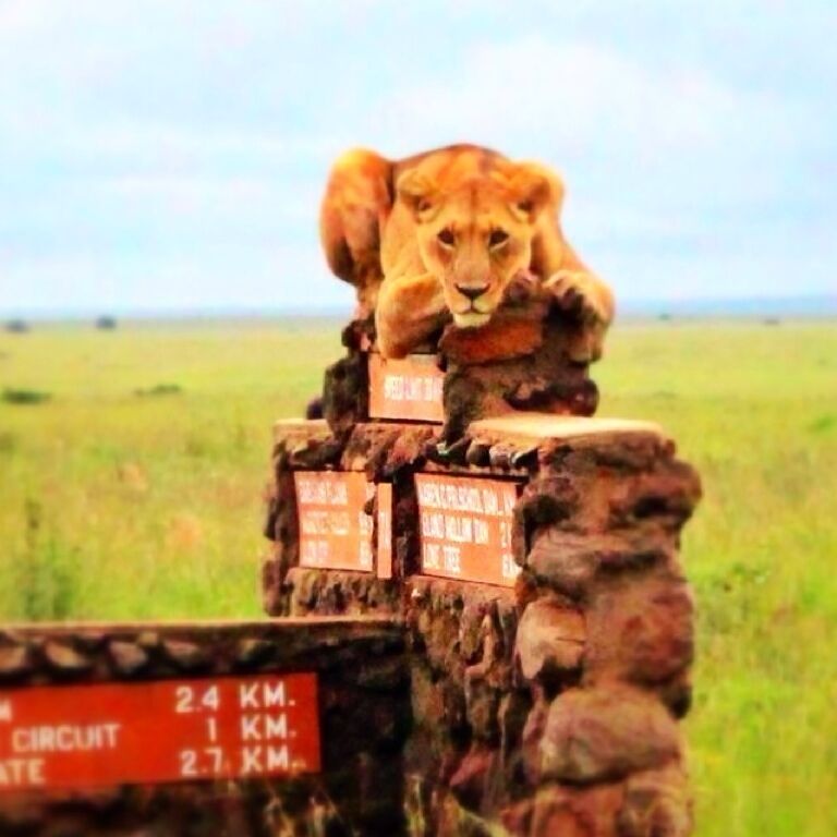 Luck was on our side as we passed this fabulous female lion just waiting for a pray.