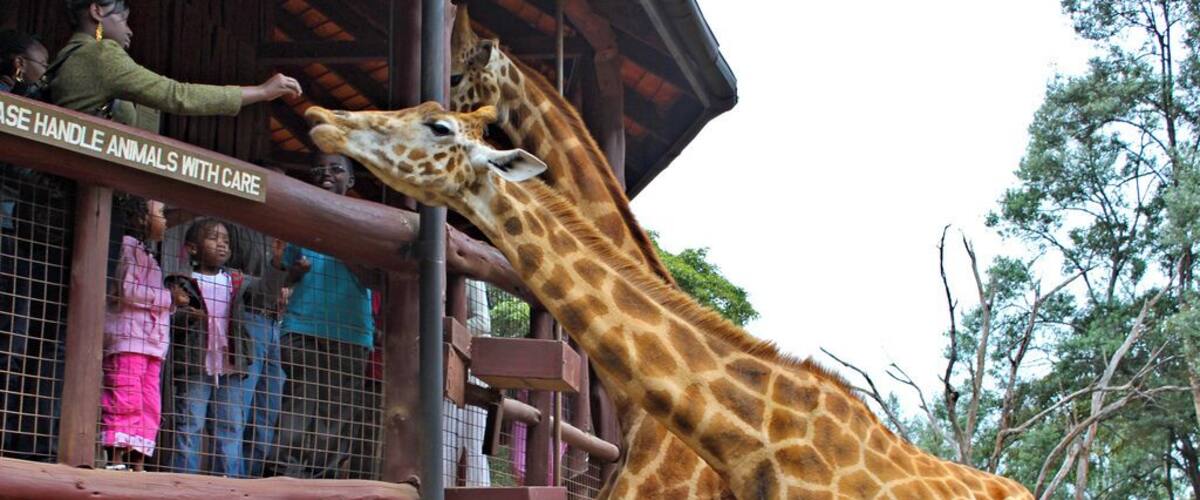 It is amazing how close you can get to the giraffes here. They eat right out of your hand. They are beautiful creatures and there is a great deal to learn about the types of giraffes in Kenya. This is a great activity for children and adults and is an opportunity to take some really fun pictures.