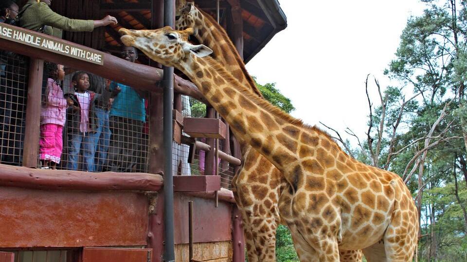 It is amazing how close you can get to the giraffes here. They eat right out of your hand. They are beautiful creatures and there is a great deal to learn about the types of giraffes in Kenya. This is a great activity for children and adults and is an opportunity to take some really fun pictures.