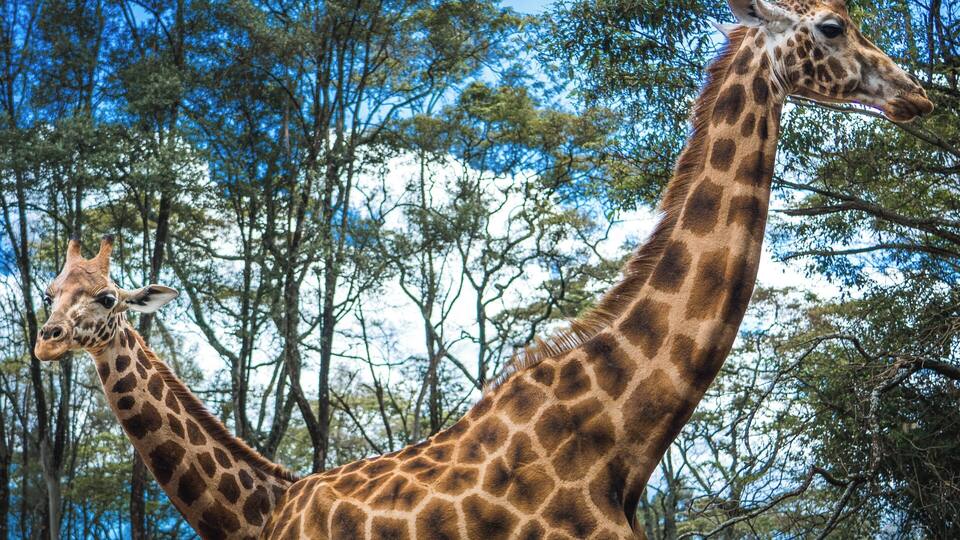 Giraffe Views | Giraffe Centre: Time really does fly when you’re doing something you love. Thought I was going to be at the Giraffe Centre for about an hour or so but ended up staying for almost 3 hrs. These animals are just so impressive to watch, I felt as if I were among giants. The neck of a giraffe on average is approximately 6 feet (1.8 meters) long and accounts for much of the animal’s hight along with their legs which also average 6 feet (1.8 meters) in length. These are considerably strong animals as well and though the animals here regularly interact with people it shouldn’t be forgotten that they are indeed wild animals. Just recently there was a cameraman that was killed in South Africa when he was head butted by a giraffe while taking some close up pictures. I also had a close call and was almost head butted here because I was focused on looking through the viewfinder of my camera and lost situational awareness of a giraffe that was next to me. Luckily there are considerable barriers between visitors and the giraffes so it might be difficult for the animals to get a lot of momentum when swinging it’s head and it probably helped that the giraffe that hit me had pretty poor aim and hit the lens of my camera and not my head.
.
.
.
.
#sonyshooter #sonymirrorless #travelfreak #nomadlife #travelshots #travelpics #tripgram #wander #wanderingsoul #instacool #instavacation #troveon #yourshotphotographer #lpfanphoto #travelafrica #africatravel #beautifulafrica #africalove #visitkenya #kenya #igkenya #discoverkenya #magicalkenya #vscokenya #nairobi #giraffecentre #giraffelove #giraffelover #giraffeprint #giraffesofinstagram