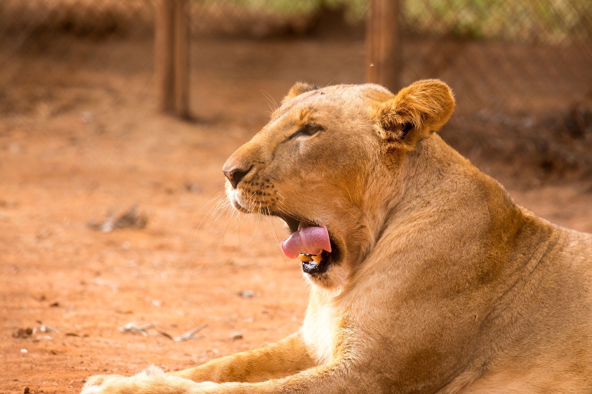 Outstanding place to visit really is, if you ever get chance to go take it the workers are really helpful just be aware of the baboons as they will try and steal your glasses or food. 😂😂