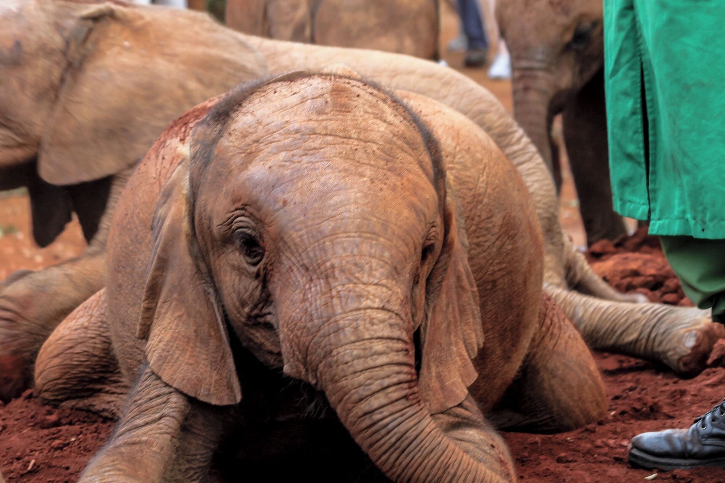When a tiny new-born elephant is orphaned, it is often because its mother and family have been killed to serve the brutal ivory trade. For an elephant, family is all important; a calf’s very existence depends upon its mother’s milk for the first two years.

In Kenya an Elephant Nursery exists nestled within Nairobi National Park under the auspices of the David Sheldrick Wildlife Trust, which is overseen by Dr Dame Daphne Sheldrick, whose elephant experience spans a lifetime. This pioneering organisation, which works in partnership with the Kenya Wildlife Service offers hope for any orphaned elephant fortunate enough to be found alive.