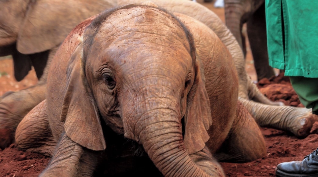 When a tiny new-born elephant is orphaned, it is often because its mother and family have been killed to serve the brutal ivory trade. For an elephant, family is all important; a calf’s very existence depends upon its mother’s milk for the first two years.
In Kenya an Elephant Nursery exists nestled within Nairobi National Park under the auspices of the David Sheldrick Wildlife Trust, which is overseen by Dr Dame Daphne Sheldrick, whose elephant experience spans a lifetime. This pioneering organisation, which works in partnership with the Kenya Wildlife Service offers hope for any orphaned elephant fortunate enough to be found alive.