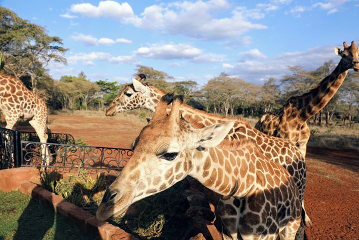 Trying to distract myself a bit so here is one more picture. This one of the giraffes at Giraffe manor in Nairobi. Was an amzing experience.  Giraffe Manor