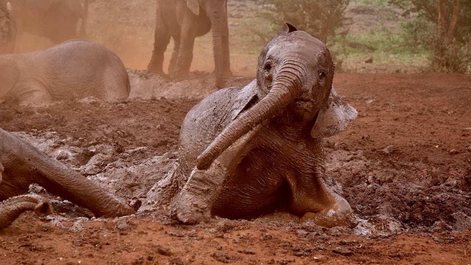Young elephants love to have fun rolling in the mud