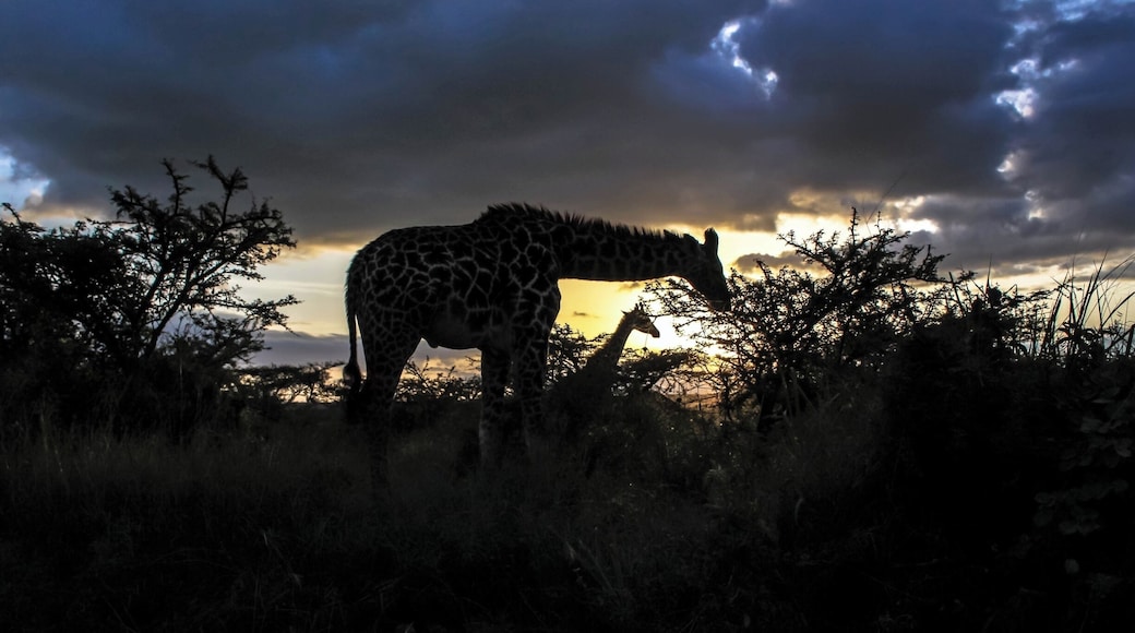 Perfect shot of some giraffes enjoying a late dinner as the sun goes down in Nairobi National Park.
#BVSBlue