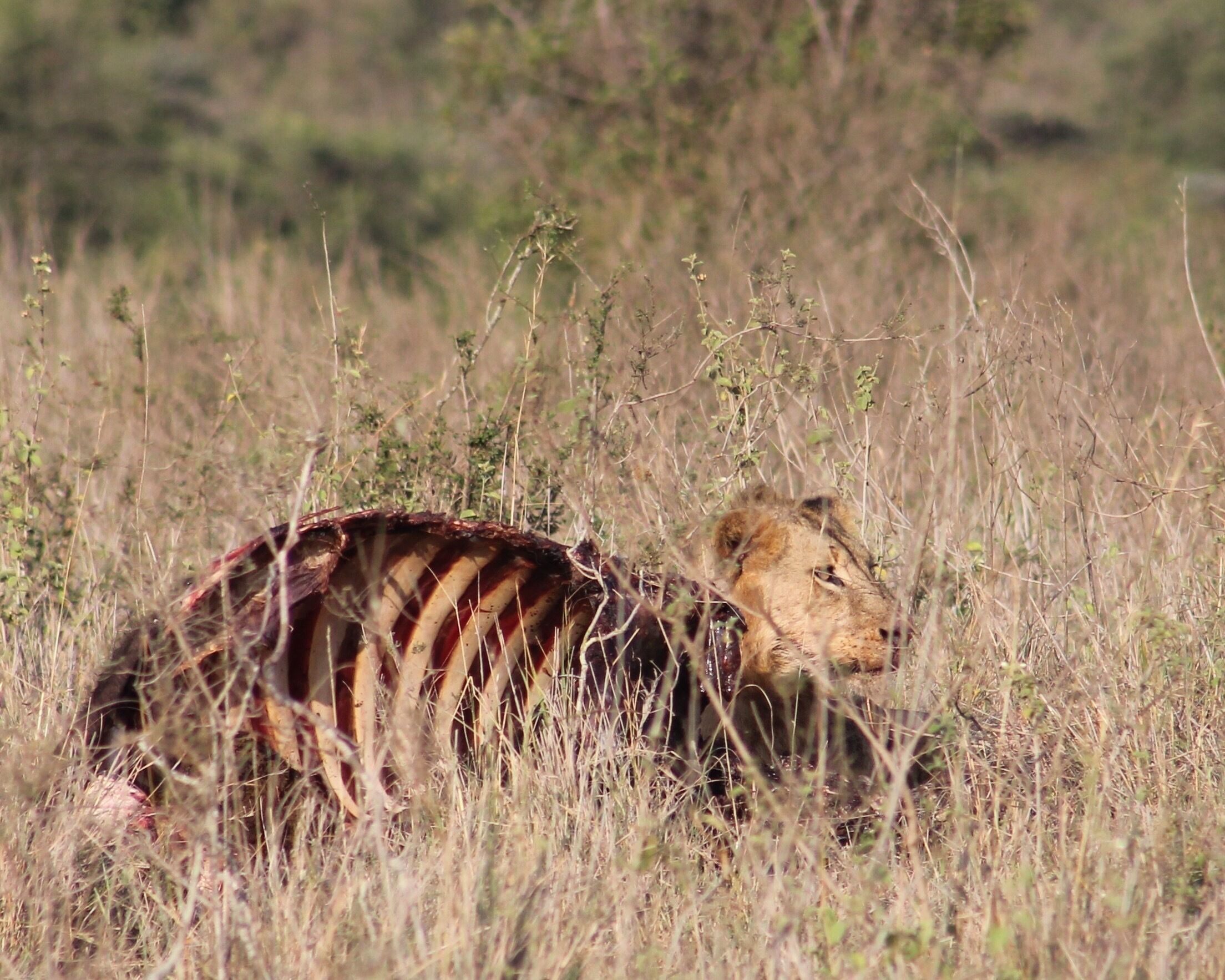 On safari in Nairobi, Kenya.