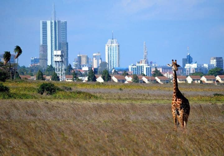 Nairobi National Park is located about 4 miles south of downtown Nairobi, and offers unique views of wildlife superimposed with images of an urban environment. It is also a chance for visitors to see some of Africa's big five without venturing too far from civilization. #nairobi #kenya #giraffe #nationalpark