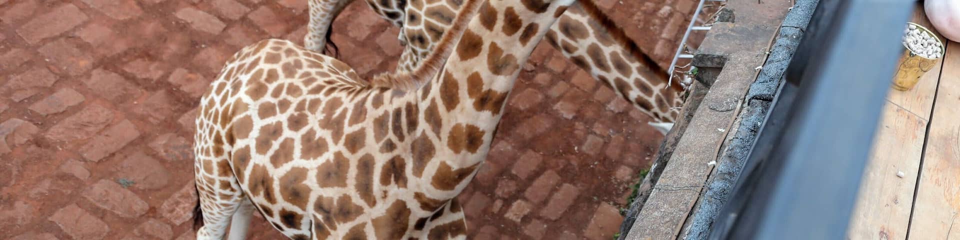 Feeding a giraffe from the deck off my room at Giraffe Manor in Nairobi last October. It has been a pretty rough week but remembering this experience still brings a smile to my face, I blog about my travels at Circlingthebucketlist.com
.
