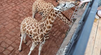 Feeding a giraffe from the deck off my room at Giraffe Manor in Nairobi last October. It has been a pretty rough week but remembering this experience still brings a smile to my face, I blog about my travels at Circlingthebucketlist.com
.