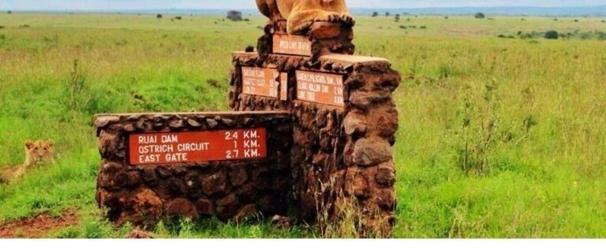 Another lucky shot of a beautiful female lion in its best sphinx form :)