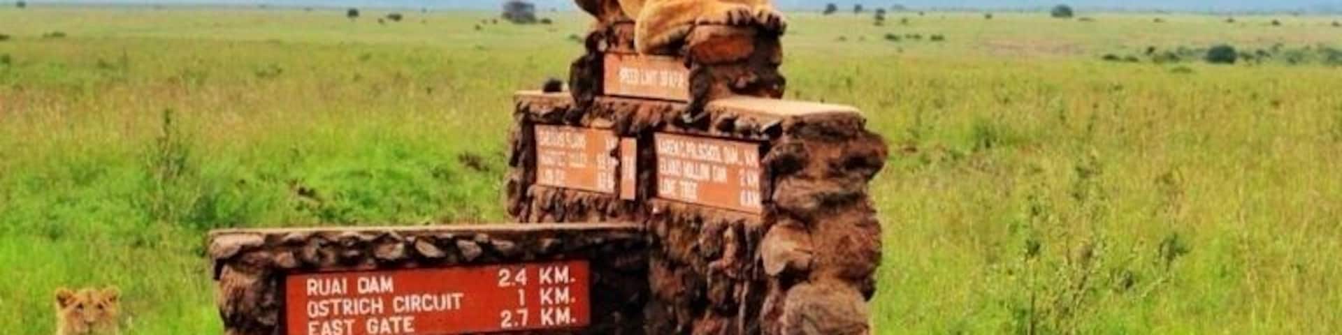 Another lucky shot of a beautiful female lion in its best sphinx form :)