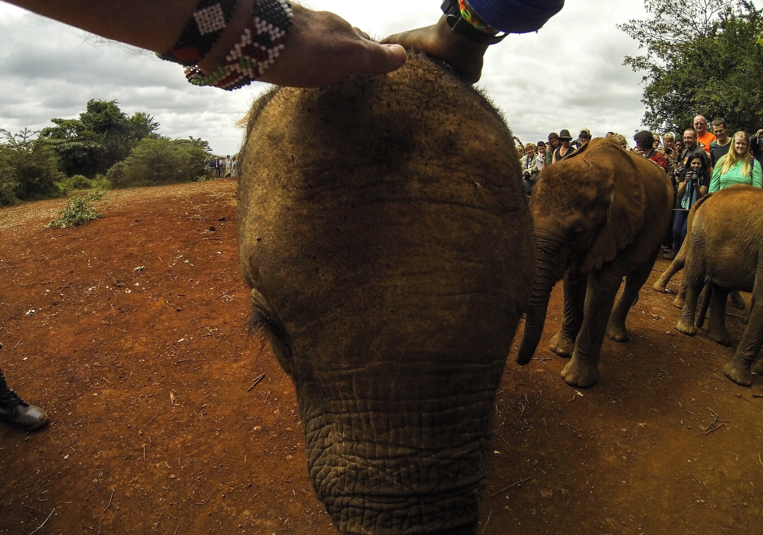Touristy, kind of, but well worth the wait and price as you are supporting the fantastic work of Daphne Sheldrick and her volunteers as they bring awareness of the brutal effects of elephant and rhino poaching. Alamaya, the newest baby seen here, was found lying by her slaughtered mother in the Kenyan Mara, but as you can see, she is doing well under their care. Keep up the great work Sheldrick Wildlife Trust!