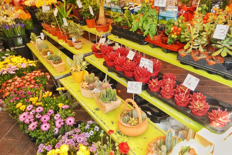 Diversa selecció de plantes i flors en testos exposades a un mercat.